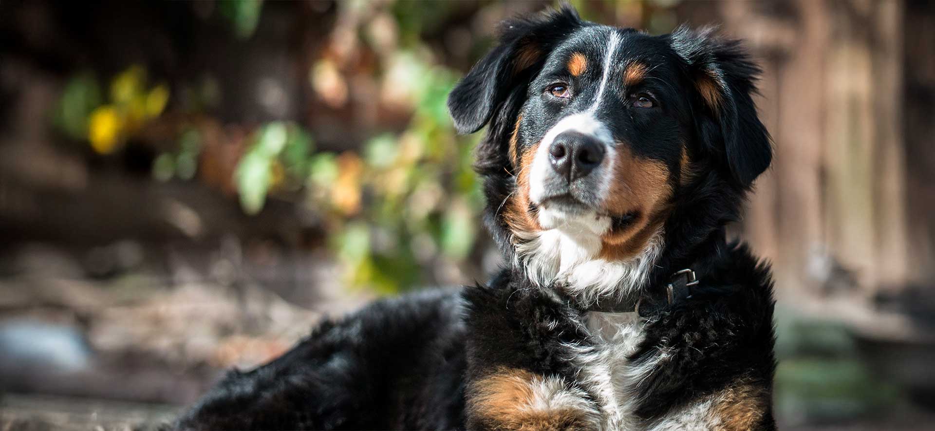 ¿Qué significa que a los perros les salgan canas?